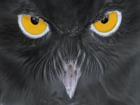 Black_Owl.jpg
